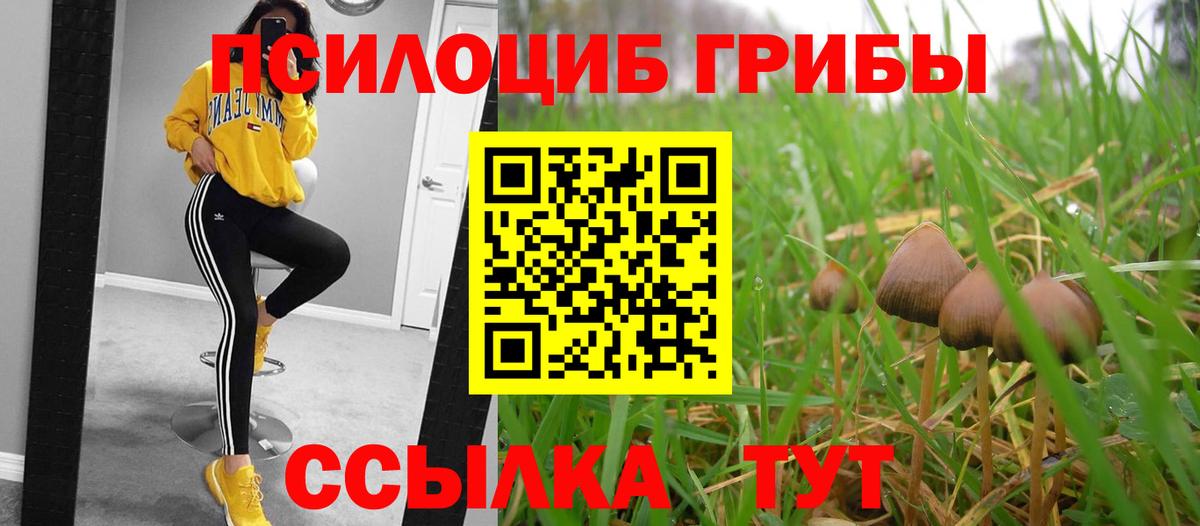 Галлюциногенные грибы Psilocybine cubensis Сургут